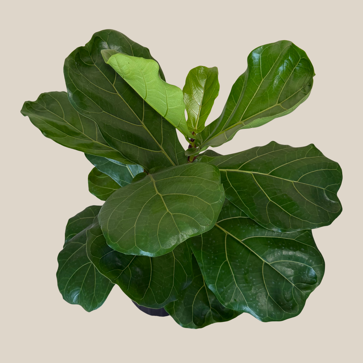 Fiddle-Leaf Fig (Ficus Lyrata) - 8 Inch Indoor Houseplant Pot