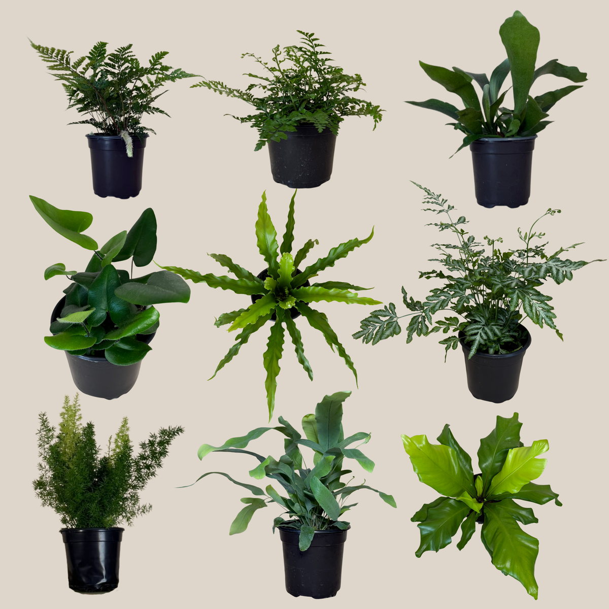 Mystery Ferns 2 Pack - 4 Inch Indoor Houseplants