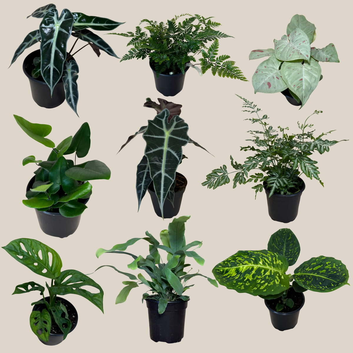 Fern & Foliage Mystery Houseplant 2 Pack - 4 Inch Indoor Houseplants
