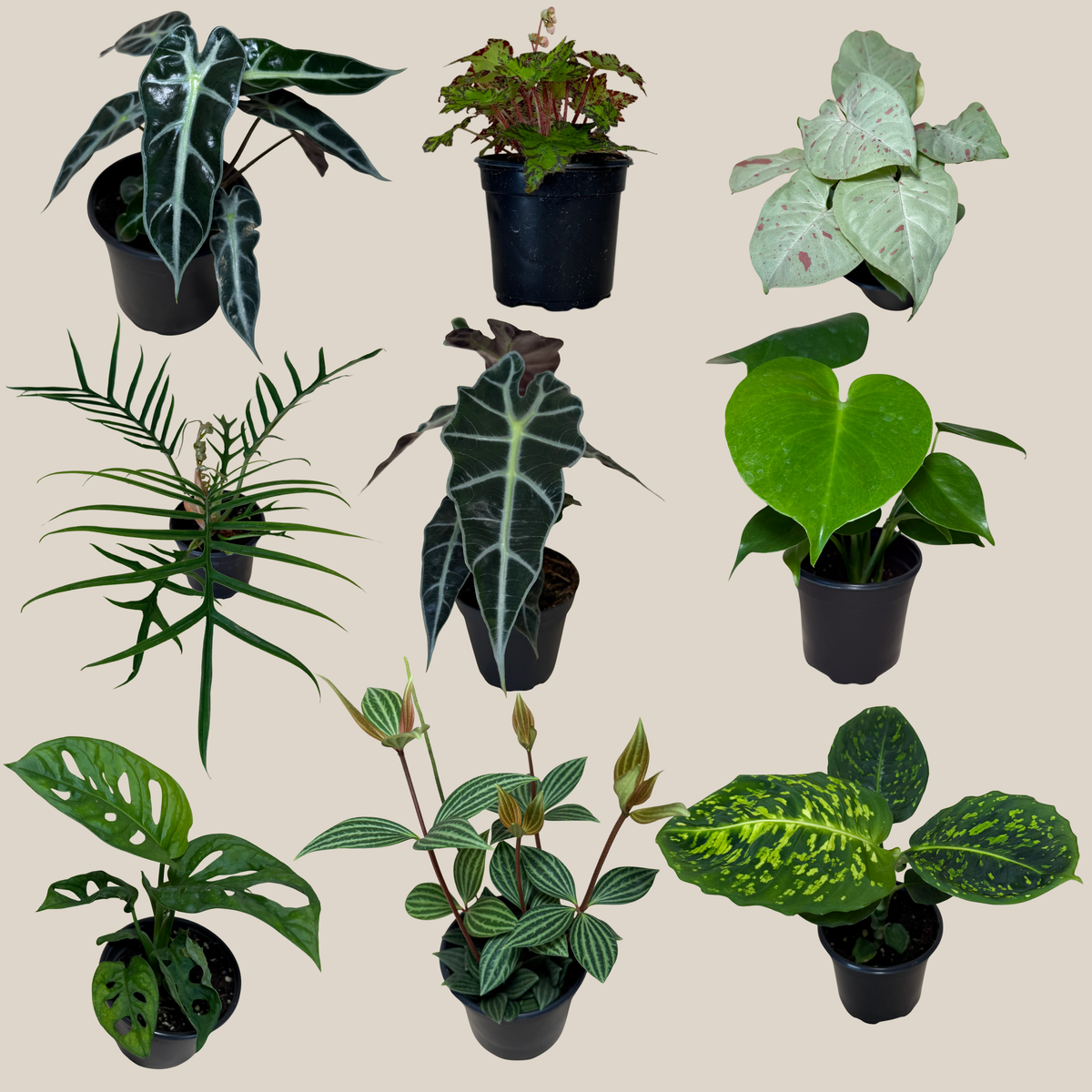 Mystery Foliage 4 Pack - 4 Inch Indoor Houseplants