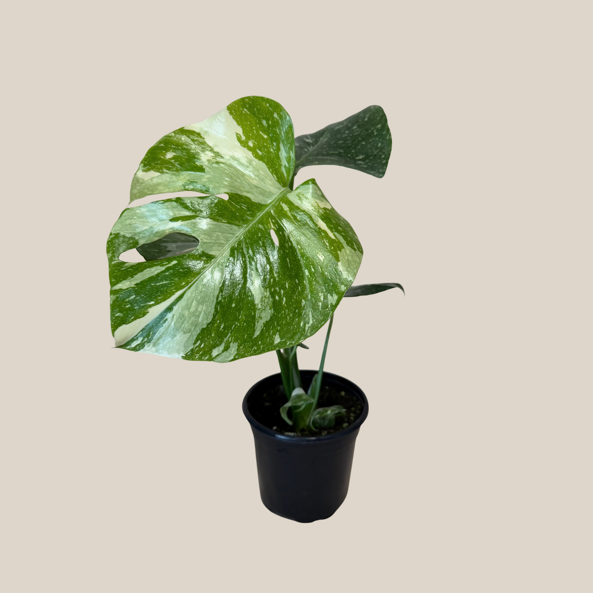 Monstera Thai Constellation (Monstera Deliciosa 'Thai Constellation') - 4 Inch Indoor Houseplant