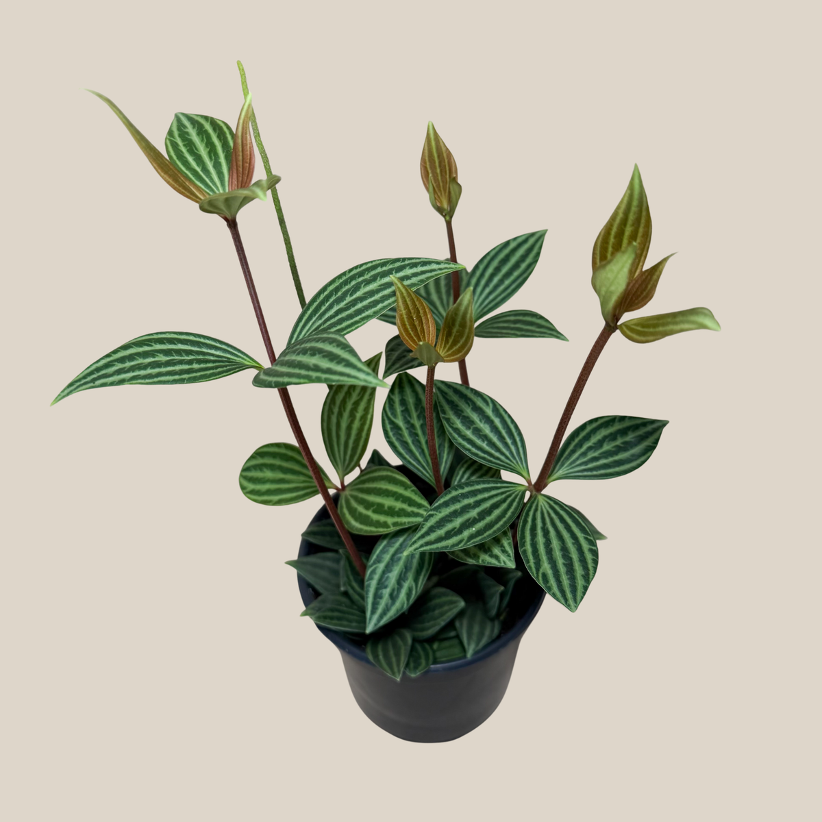 Peperomia Stilt (Peperomia Puteolata) - 4 Inch Indoor Houseplant