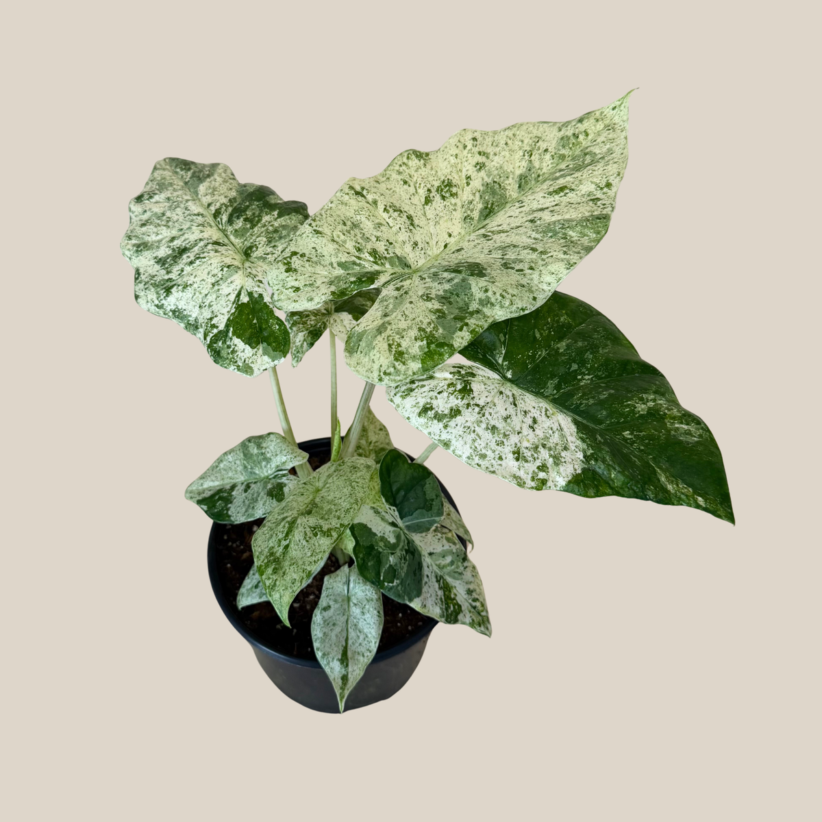 Alocasia Blizzard (Alocasia Odora 'Batik Blizzard') - 6 Inch Indoor Houseplant
