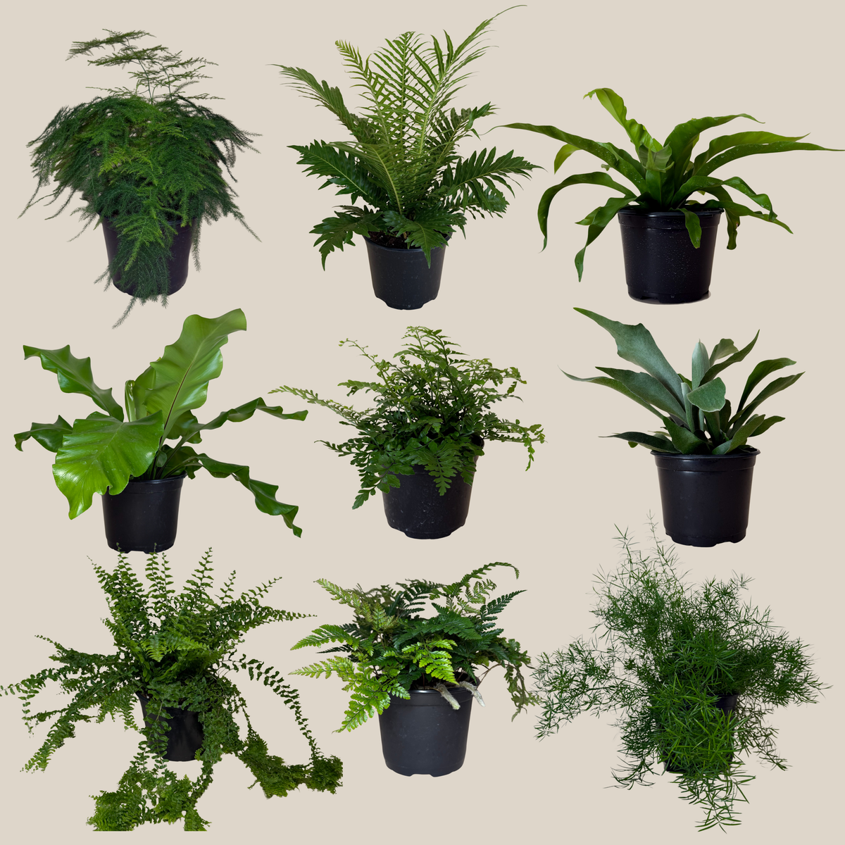 Mystery Ferns 2 Pack - 6 Inch Indoor Houseplants