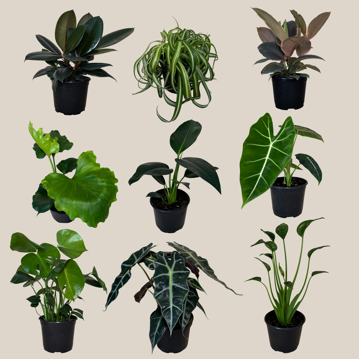Mystery Foliage 2 Pack - 6 Inch Indoor Houseplants