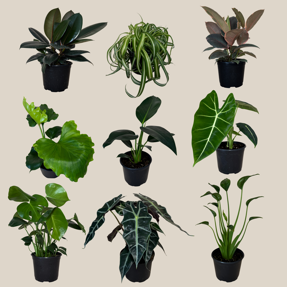 Mystery Foliage 4 Pack - 6 Inch Indoor Houseplants