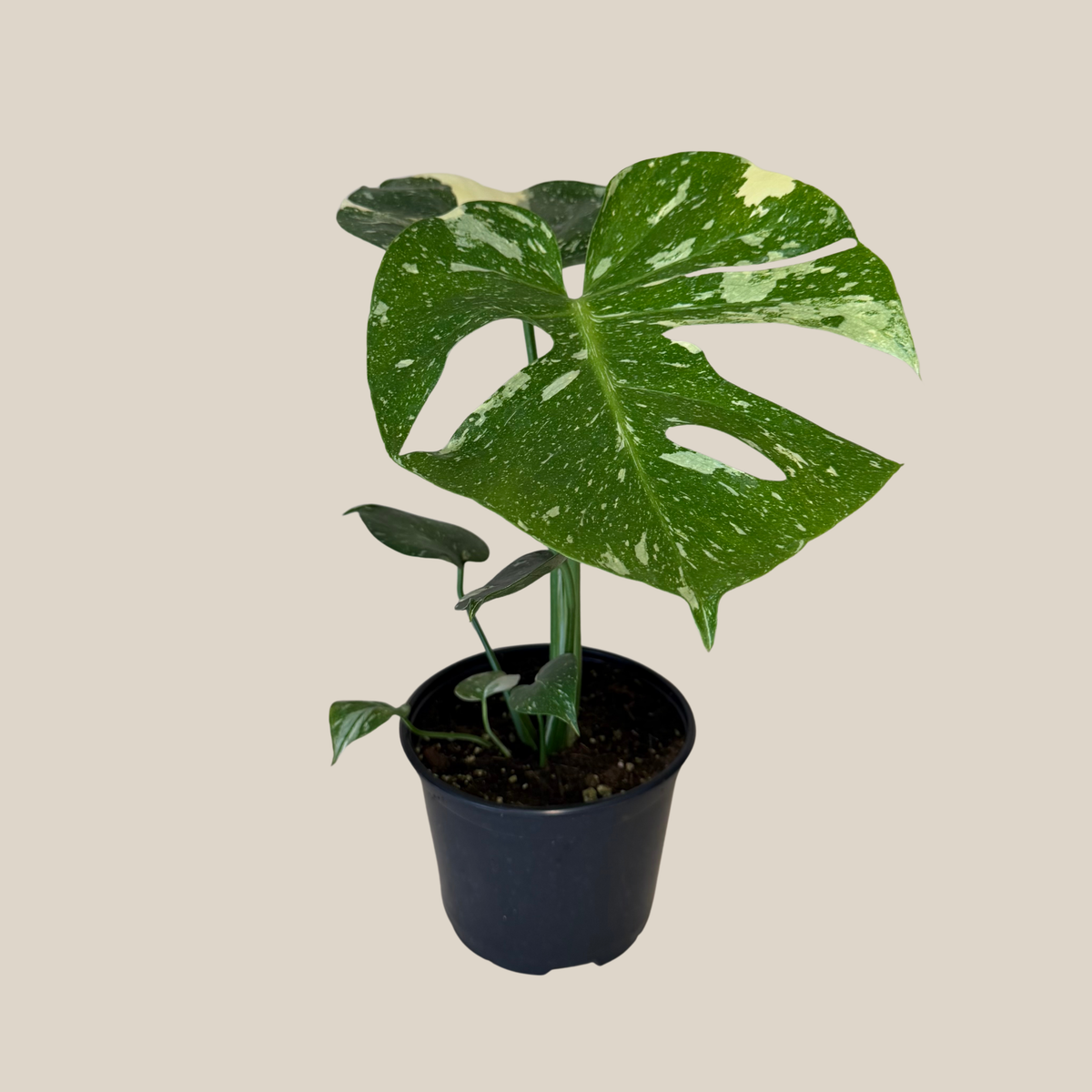 Monstera Thai Constellation (Monstera Deliciosa 'Thai Constellation') - 6 Inch Indoor Houseplant
