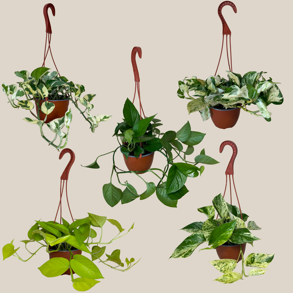 Mystery Pothos 4 Pack - 6 Inch Indoor Houseplants