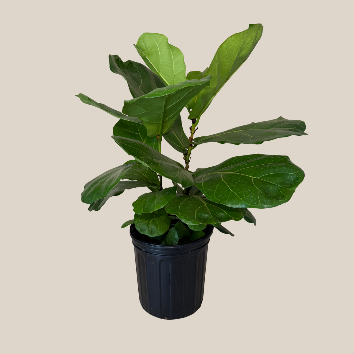 Fiddle-Leaf Fig (Ficus Lyrata) - 8 Inch Indoor Houseplant Pot