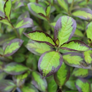 Shrub Bushes for Sale