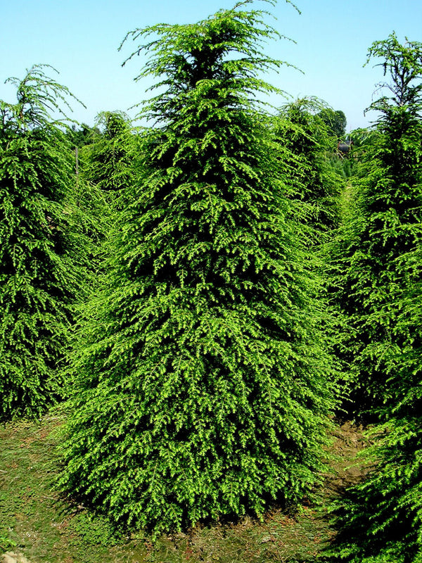Buy Trees Online
