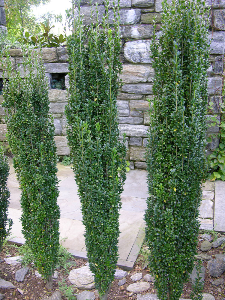 Sky Pencil Holly (Ilex crenata 'Sky Pencil') - 3 gallon 30"