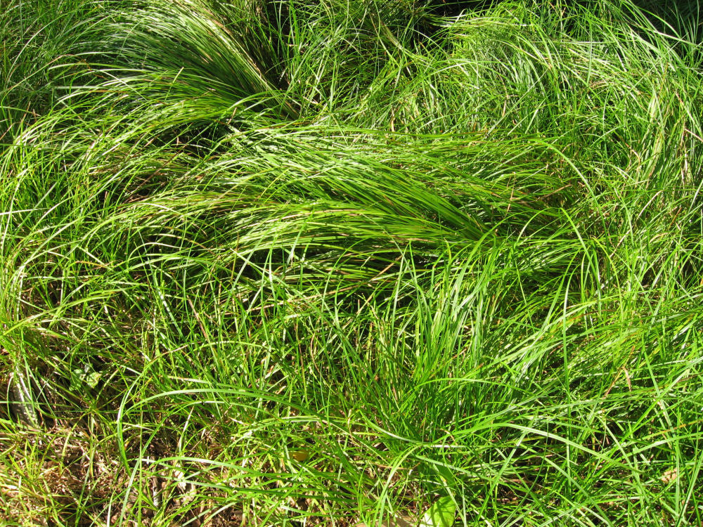 Pennsylvania Sedge (Carex pensylvanica 'Carex Pensylvanica') - 1 gallon