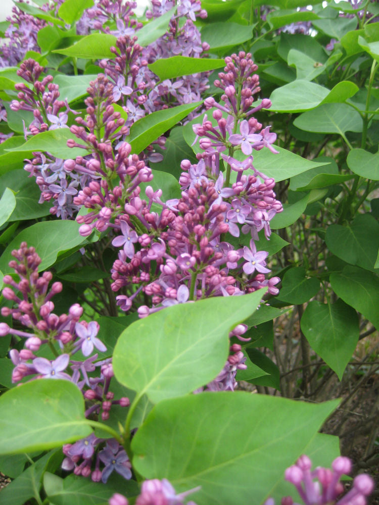 Prairie Petite Lilac (Syringa vulgaris 'Prairie Petite') - 2 gallon 10"