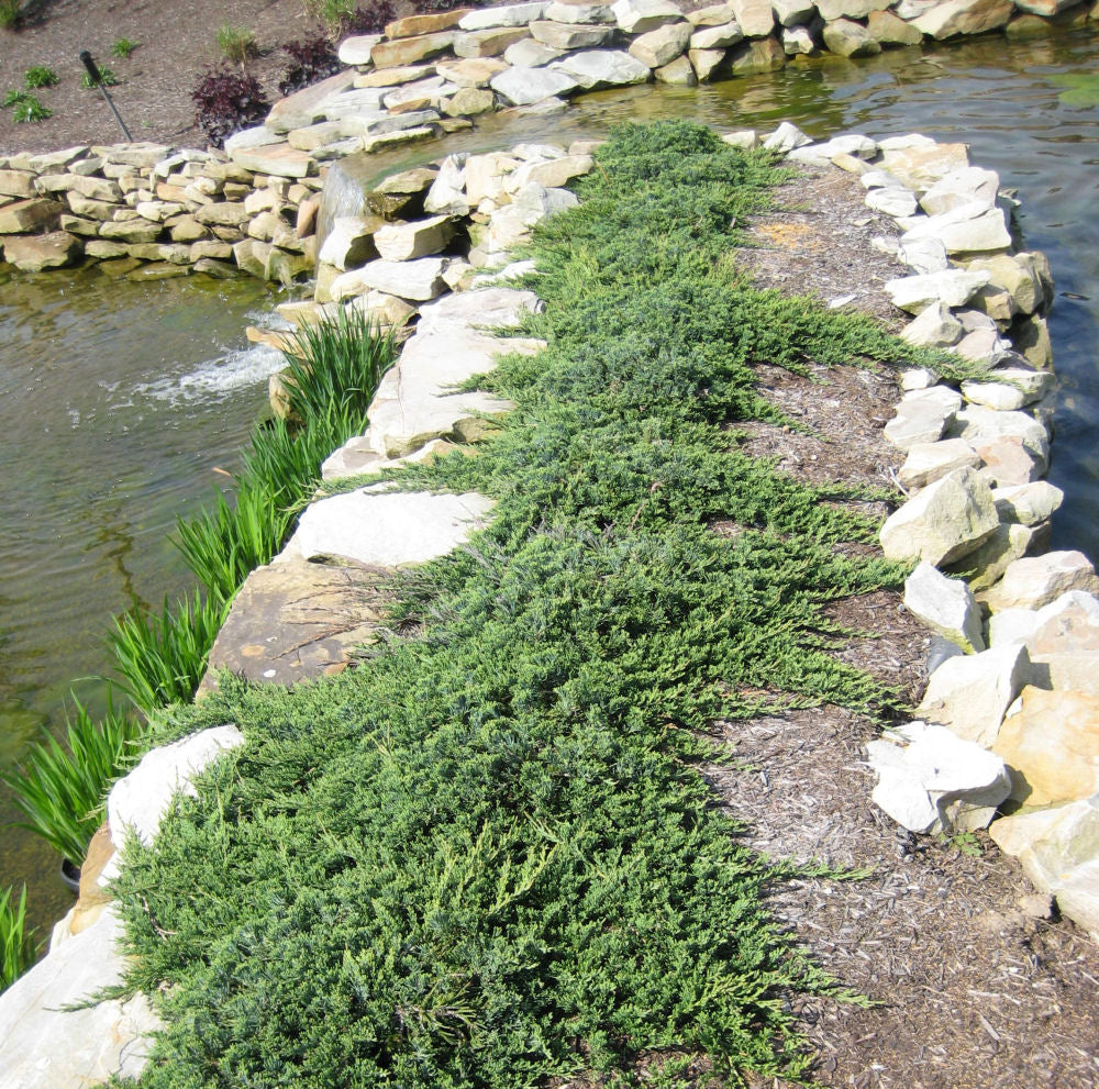 Blue Rug Juniper (Juniperus horizontalis 'Wiltoni') - 3 gallon 15"