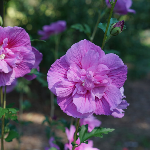Dark Lavender Chiffon® Rose of Sharon (Hibiscus syriacus 'Dark Lav. Chiffon') - 1 gallon