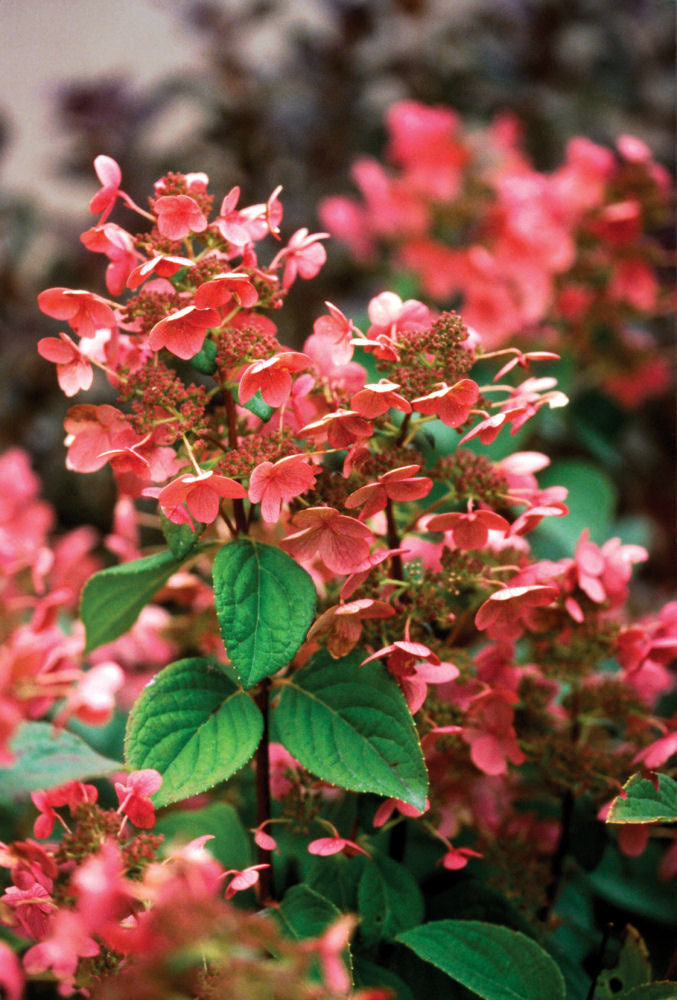 Quick Fire® Panicle Hydrangea (Hydrangea paniculata 'Bulk') - 5 gallon 15" HEAD