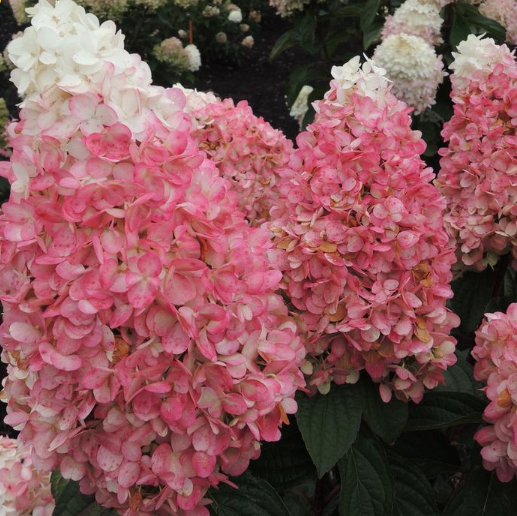 Magical® Ruby Snow Hydrangea  (Hydrangea 'P Ruby Snow') - 3 gallon 12" HEAD
