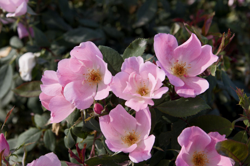 Blushing Knock Out® Rose (Rosa K.O 'Radyod') - 2 gallon