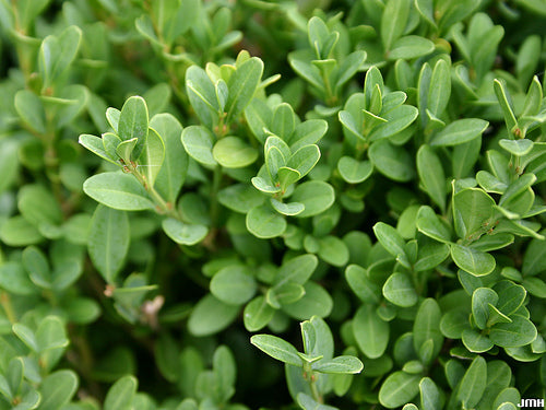 Green Gem Boxwood (Buxus microphylla 'Green Gem') - 2 gallon 10"