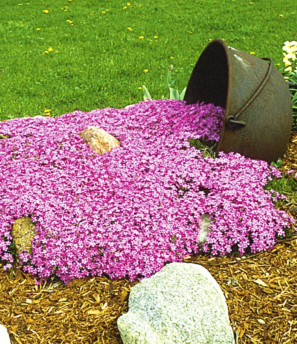 Emerald Pink Moss Phlox (Phlox subulata 'Emerald Pink') - 1 gallon