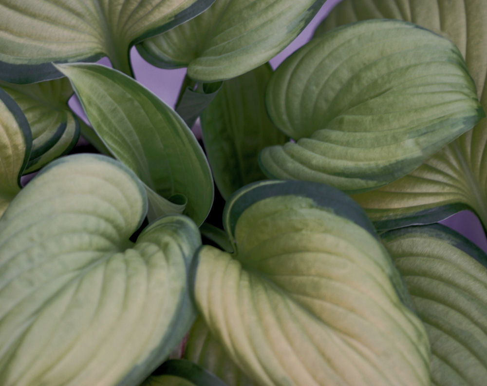 Guacamole Plantain Lily (Hosta guacamole 'Guacamole') - 1 gallon