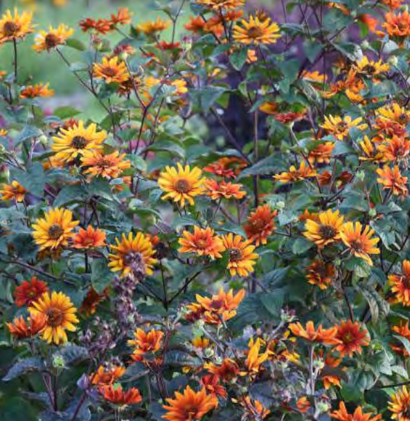 False Sunflower (Heliopsis helianthoides 'Burning Hearts') - 1 gallon