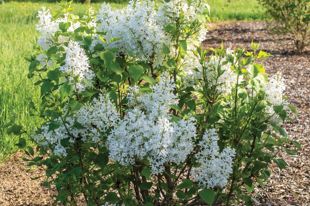 Lilac New Age White (Syringa 'New Age White') - 3 gallon