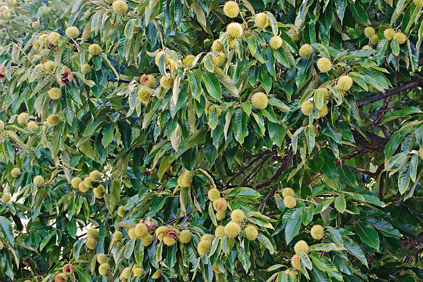 American Chestnut (Castanea american 'Chestnut') - 3 gallon 48"