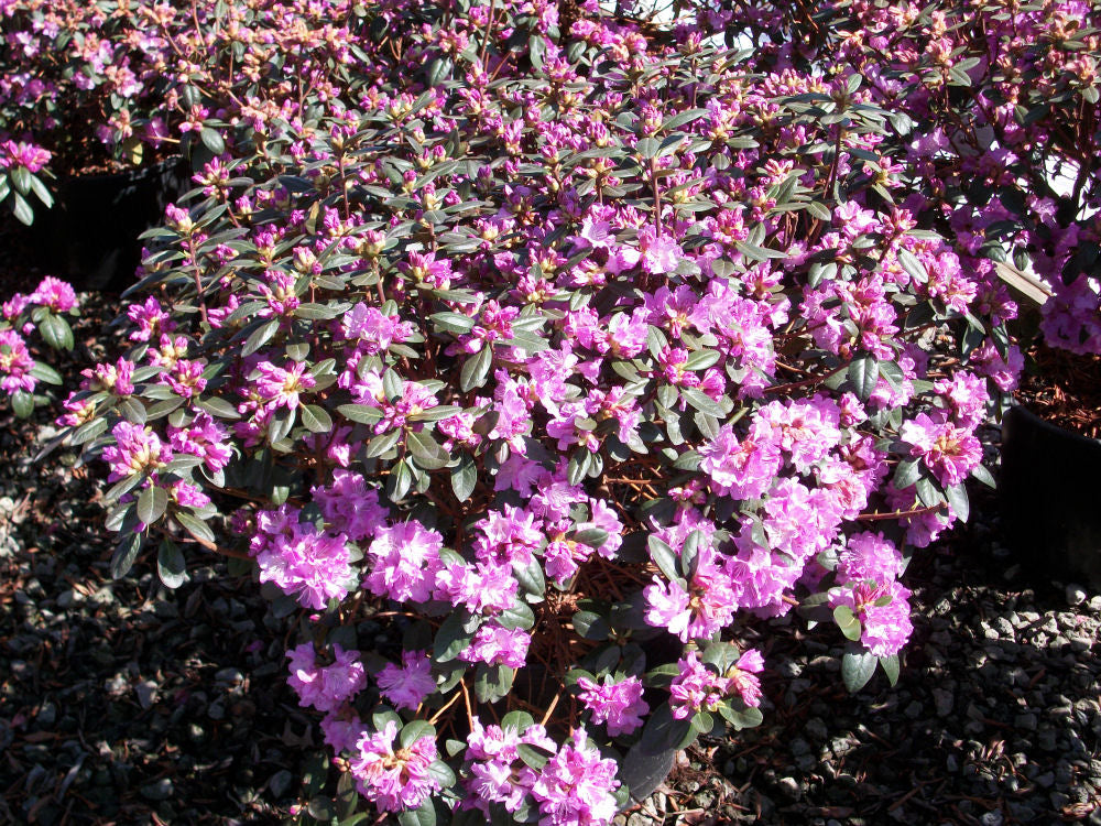 PJM Elite Rhododendron (Rhododendron 'PJM Elite') - 3 gallon 15"