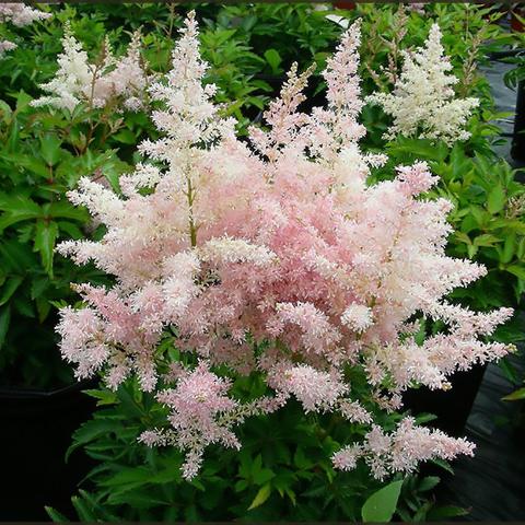 Younique Pink Astilbe (Astilbe 'Younique Pink') - 1 gallon