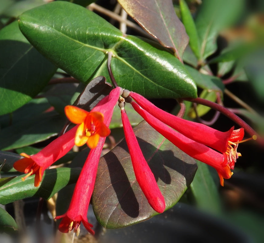 Major Wheeler Honeysuckle (Lonicera sempervirens 'Major Wheeler') - 2 gallon