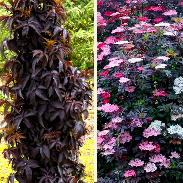 Black Tower Elderberry (Sambucus nigra 'Eiffel 1' BLACK TOWER) - 3 gallon