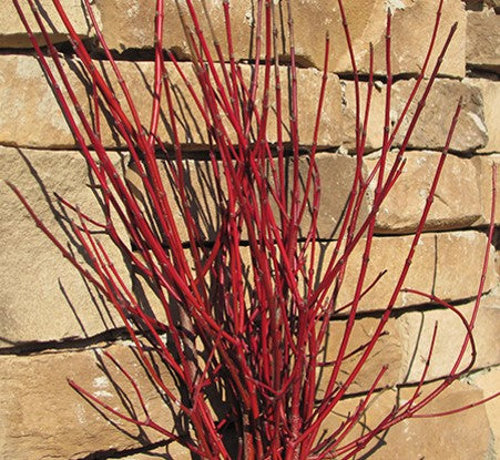 Cayenne Dogwood (Cornus alternifolia 'Cayenne') - 3 gallon