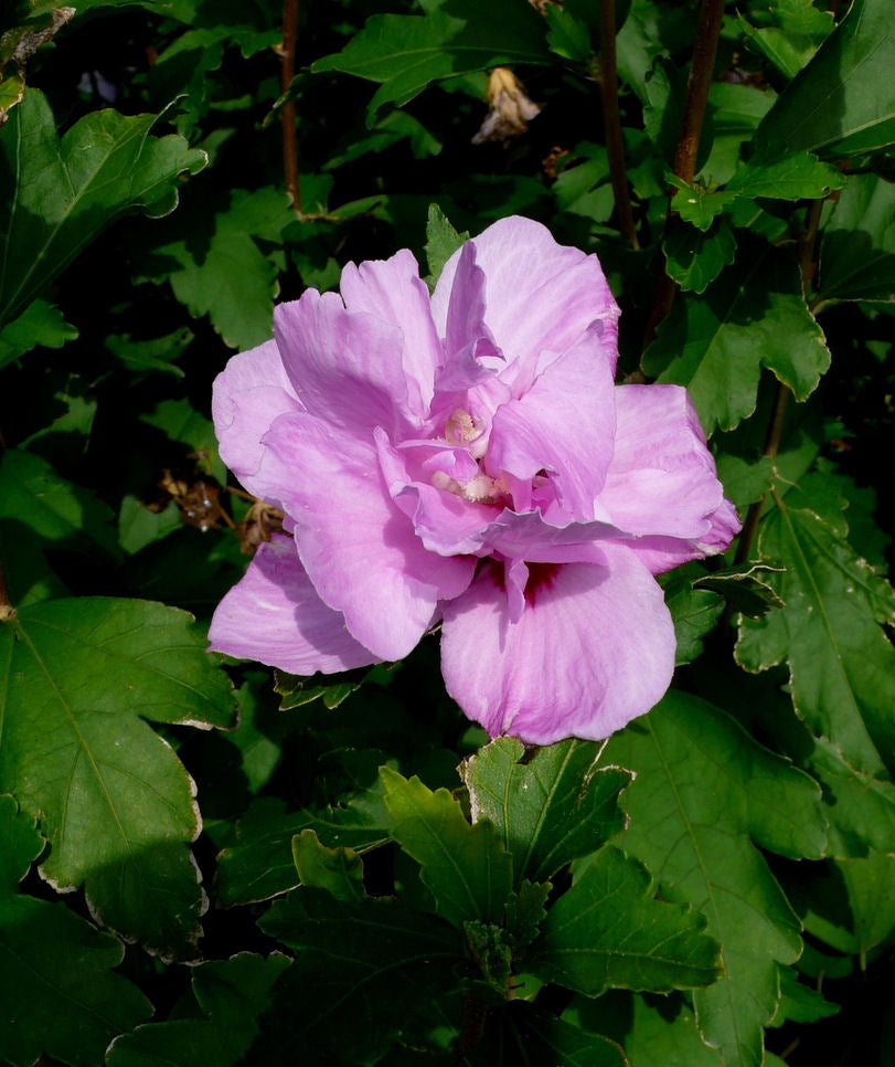 Ardens Rose of Sharon (Hibiscus syriacus 'Ardens') - 3 gallon 18"