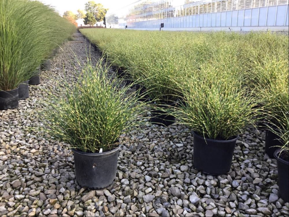 Bandwidth Maiden Grass (Miscanthus 'M. S. Bandwidth') - 3 gallon
