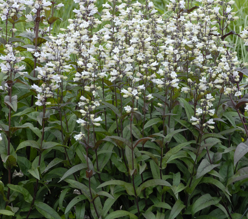 Husker Red Beardtongue (Penstemon digitalis 'Husker Red') - 1 gallon