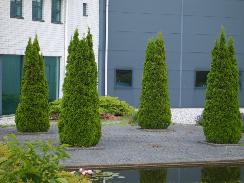 Emerald Green Arborvitae (Thuja occidentalis 'Smaragd') - 1 gallon 24"