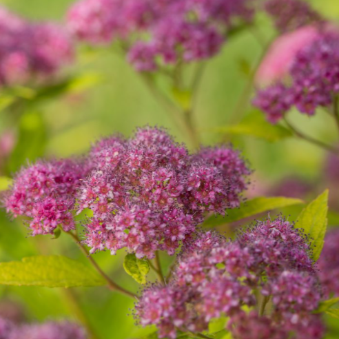 Little Spark® Spirea (Spiraea JAP 'Little Spark') - 3 gallon 15"