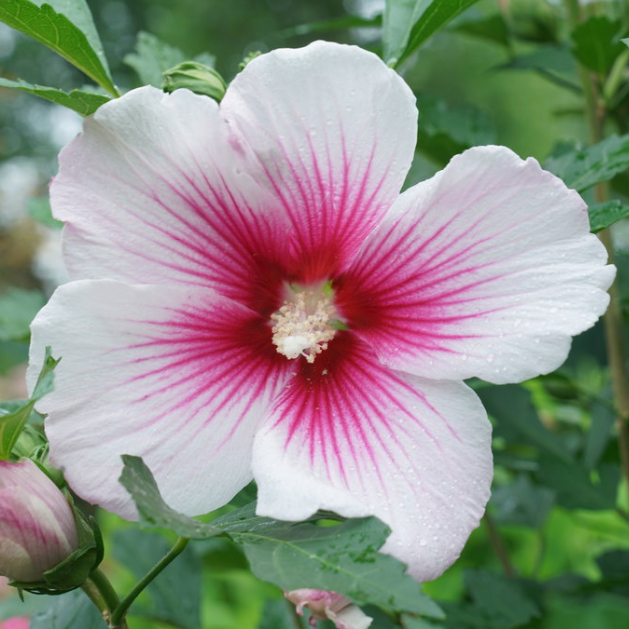 Paraplu Pink Ink® Rose of Sharon (Hibiscus paraplu 'Pink Ink') - 3 gallon 18"