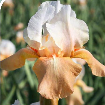 Invitation Bearded Iris (Iris germanica 'Invitation') - 1 gallon