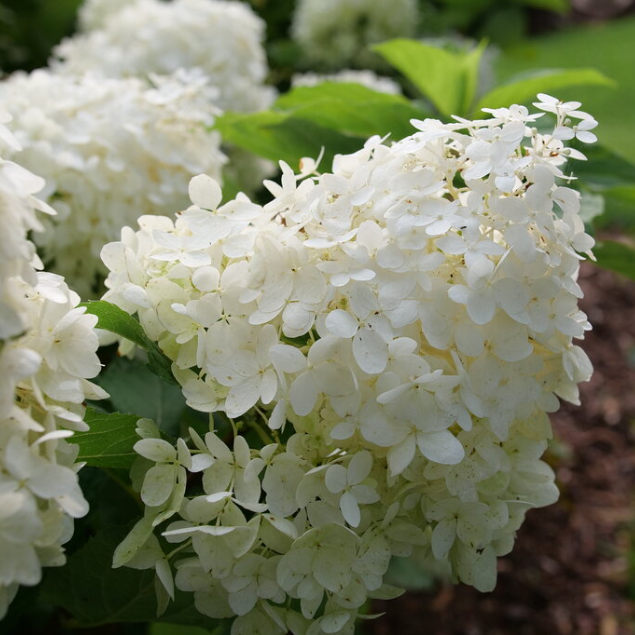 Puffer Fish® Panicle Hydrangea (Hydrangea 'P Puffer Fish') - 3 gallon