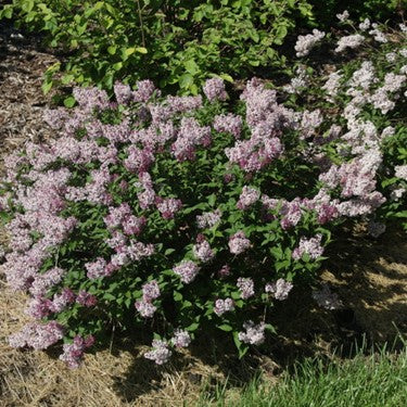 Baby Kim® Lilac (Syringa patula 'Baby Kim') - 2 gallon