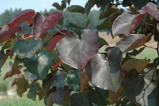 Merlot Redbud (Cercis canadensis 'Merlot') - 3 gallon 36"