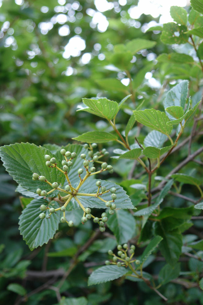 Chicago Lustre™ Viburnum (Viburnum dentatum 'Synnestvedt') - 3 gallon 24"