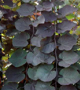 Ruby Falls Weeping Redbud (Cercis canadensis 'Ruby Falls') - 3 gallon