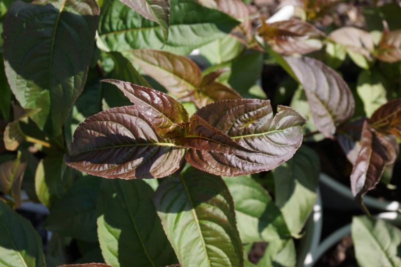 Kodiak® Black Diervilla (Diervilla sessilifolia 'Kodiak Black') - 3 gallon 12"