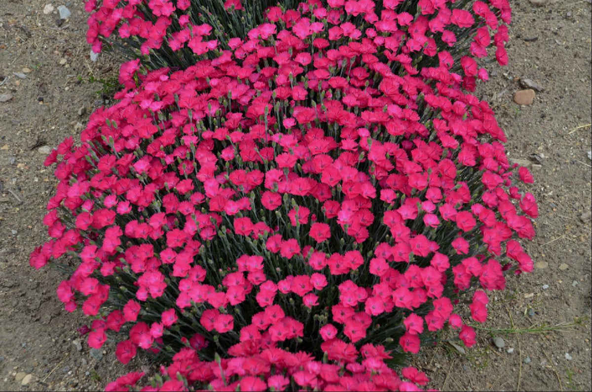 'Paint the Town Magenta' Pinks (Dianthus paint 'The Town Magenta') - 1 gallon