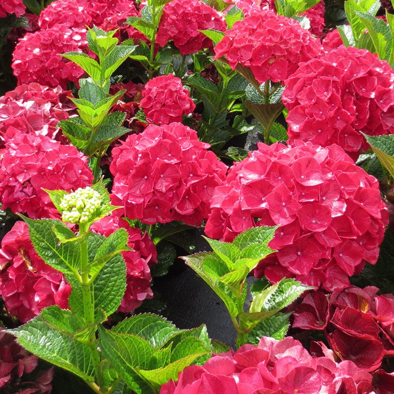 Magical® Ruby Red Hydrangea (Hydrangea macrophylla ‘Ruby Red’ (Kolmaru)') - 2 gallon