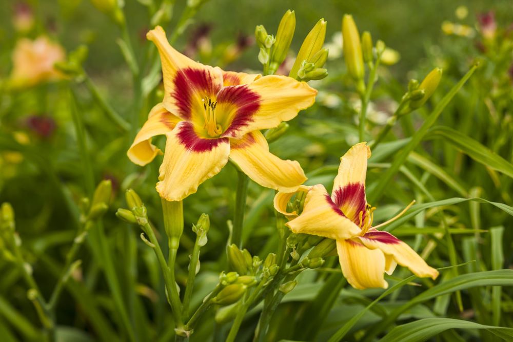 Rainbow Rhythm® 'Tiger Swirl' Daylily (Hemerocallis 'Rainbow Rhythm Tiger Swirl') - 1 gallon